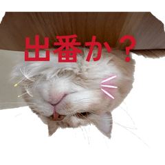 okomepapa_20260312230302