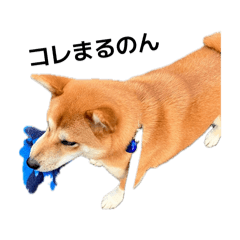 marukawaii_20260312192939