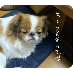 umekomachi_20260312194443