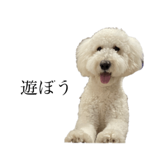 golden doodle_sachi