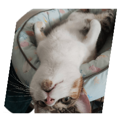 neko222gogo_20260312171806