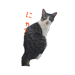 LAPUTAN_20260313102632