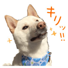 White Shiba Inu Fuku-kun sticker