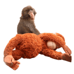 ichikawazoologicalbotanicalgarden punch