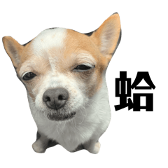 狗勾貓咪超級大雜燴