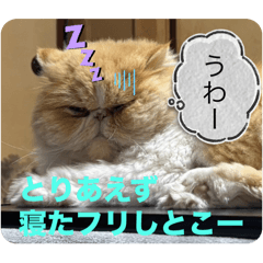 MSSAN_20260313004049