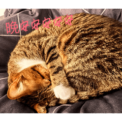 饅頭ㄉ