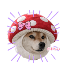柴犬羅恩的日常