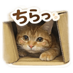 chako01