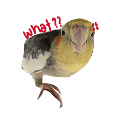 My bird love 67676767