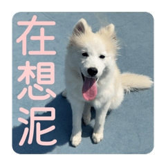 湯圓肉圓你好圓u