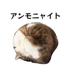 serachin_20260313132517