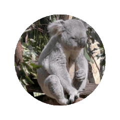 澳洲動物無尾熊袋鼠超可愛的