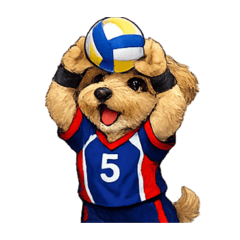 A dog playing volleyball
