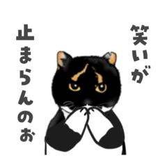 ちょいワル三毛ちゃん