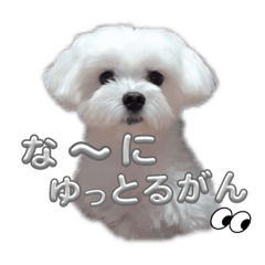 Kawaii inu_20260310081506