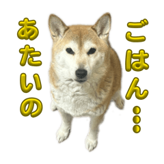 oshuu_20260310132828