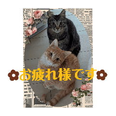 SHIZU_20260313162618