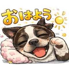 boston terrier daily