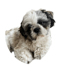 Shih Tzu ToTo