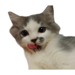 little cat_20260313140949