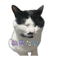 waganeko_20260314023152