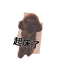 來福大頭狐