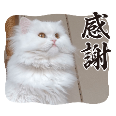 COCOAMILK_20260313180620