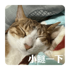 無糖綠&皮蛋