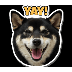 Shiba QB