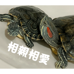 宇宙龜中心發言人～>_<