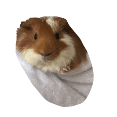 大大大烏米 大大大優惠