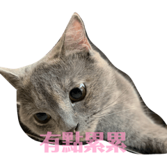 CatCat safe the world