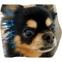 ruruito_20260314093653