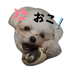 dan-hime-co_20260314093549