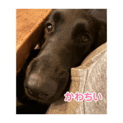 yuzu_20260314094709