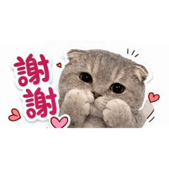 真實貓貓心情