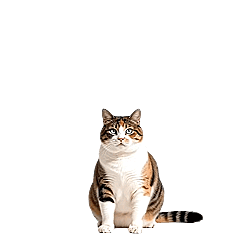 Disdainful Cats - Backflip (No Wards)