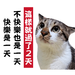 麻糬貓 | 無用雞湯文01