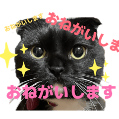 Hanako_20260314130413