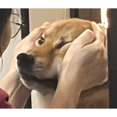 Shiba goofy dog Vol.2