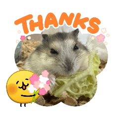 kokoa_20260313225819