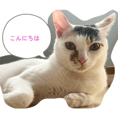 Shi-chan_20260314134340