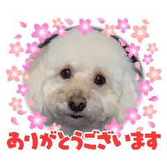 Toypoodle Belle_20260314144641