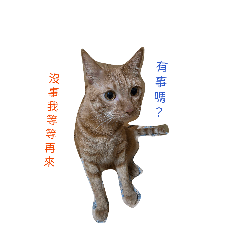 The daily life of an orange kitty