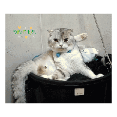 catkittythai_20260315003634