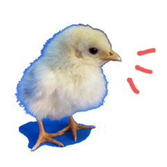 Little Chick Sticker : English