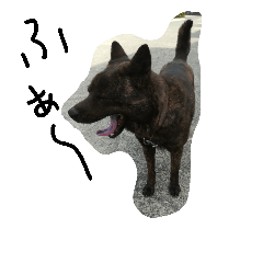 Japanese Dog (Kaiken Kuma)