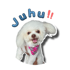 My puppy_20260314131654