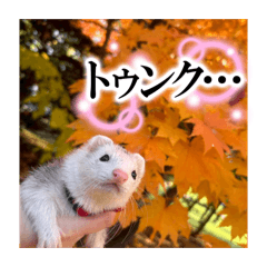 ferret_20260315004858